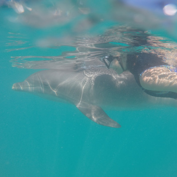 Dolphin Quest Bermuda